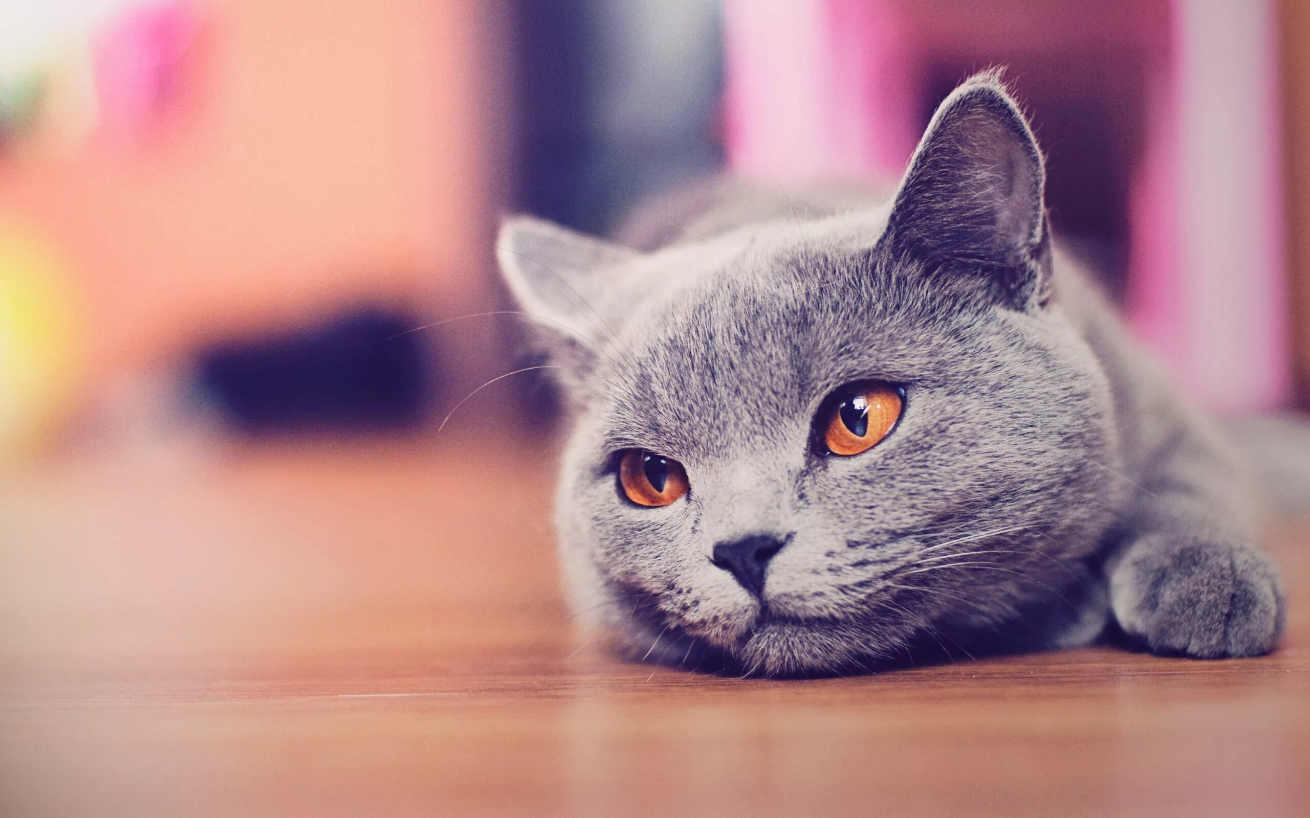 Поставь фото котиков Wallpaper : animals, blue, blurred, nose, whiskers, Russian Blue, British shorth