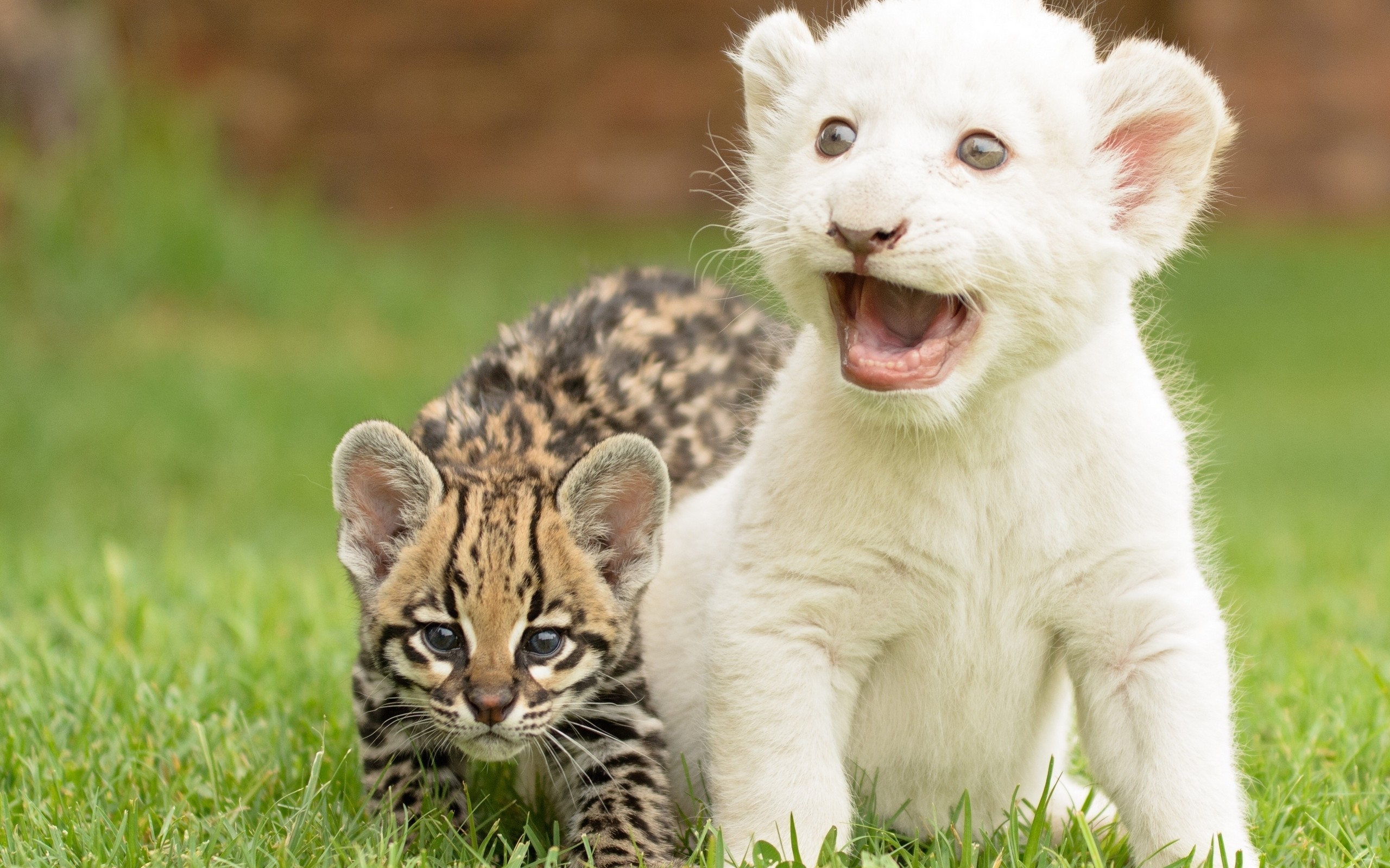 Поставь фото животных Young white tiger and ocelot Desktop wallpapers 600x1024