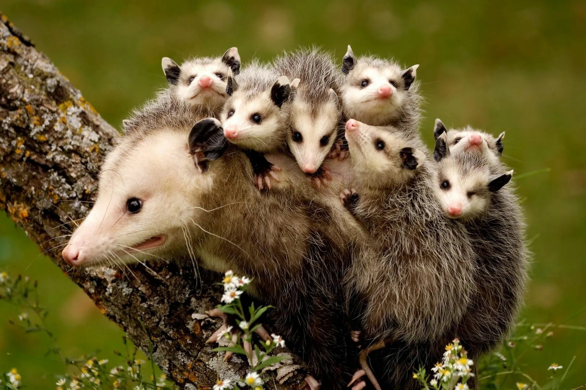 Поставь фото животных opossums animals tree nature mother and children Baby possum, Funny animals, Bab