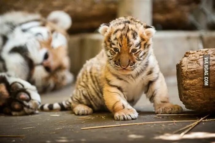 Поставь фото животных Tiger tot - Animals Baby tigers, Baby animals, Tiger cub