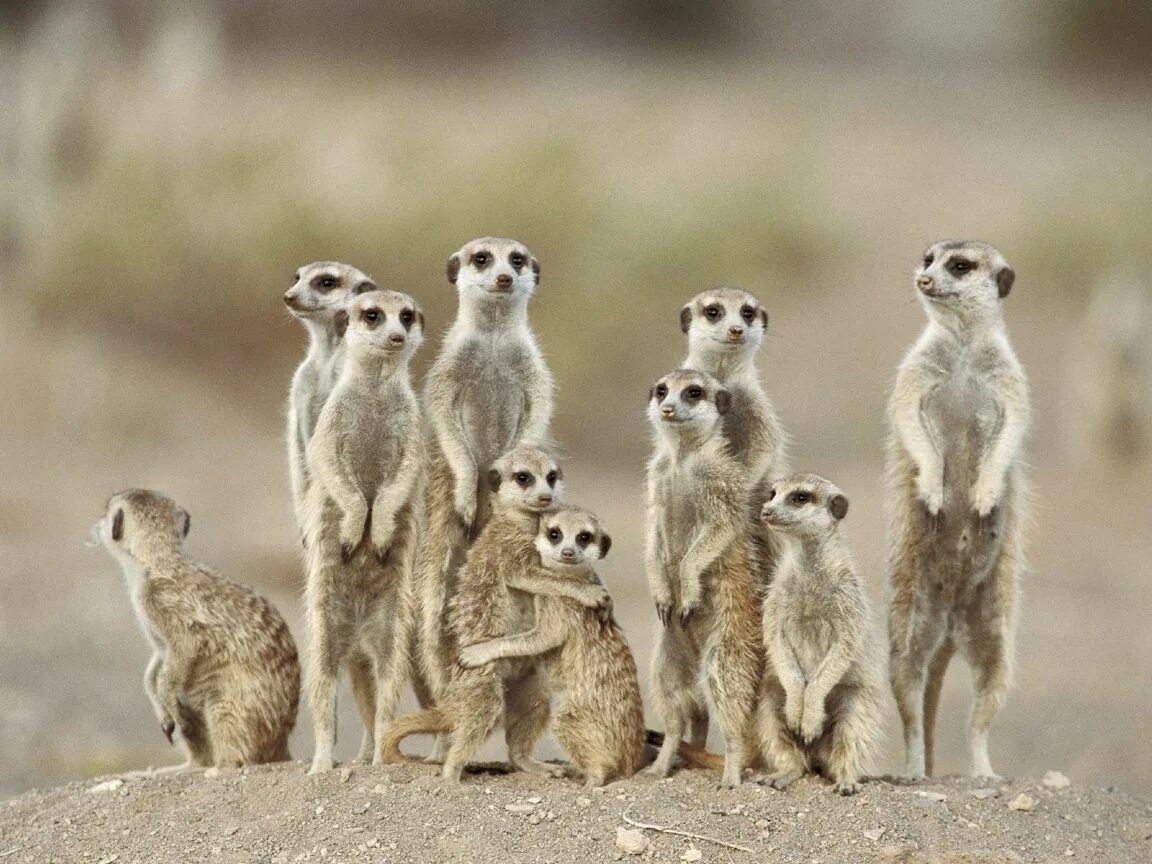 Поставь фото животных Meerkat Family Love, Namibia, Africa Animais lindos, Animais silvestres, Animais