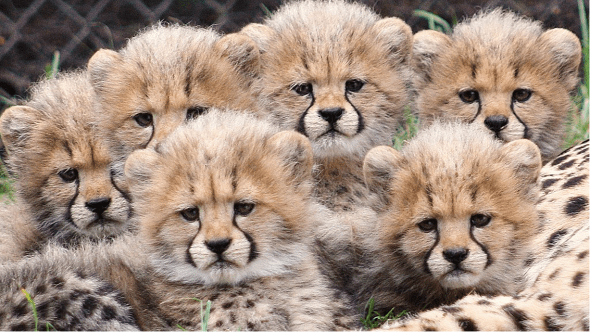 Поставь фото животных San Diego’s Cutest Critters - NBC 7 San Diego