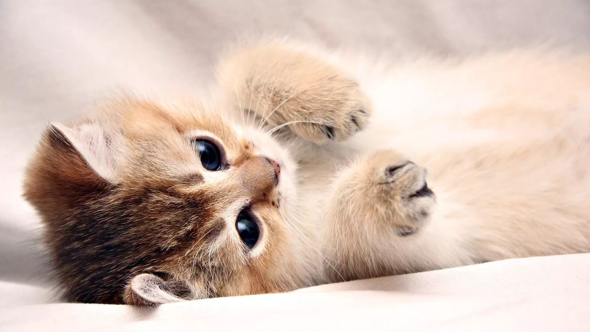 Поставь картинки животных Cute Kitten Wallpaper