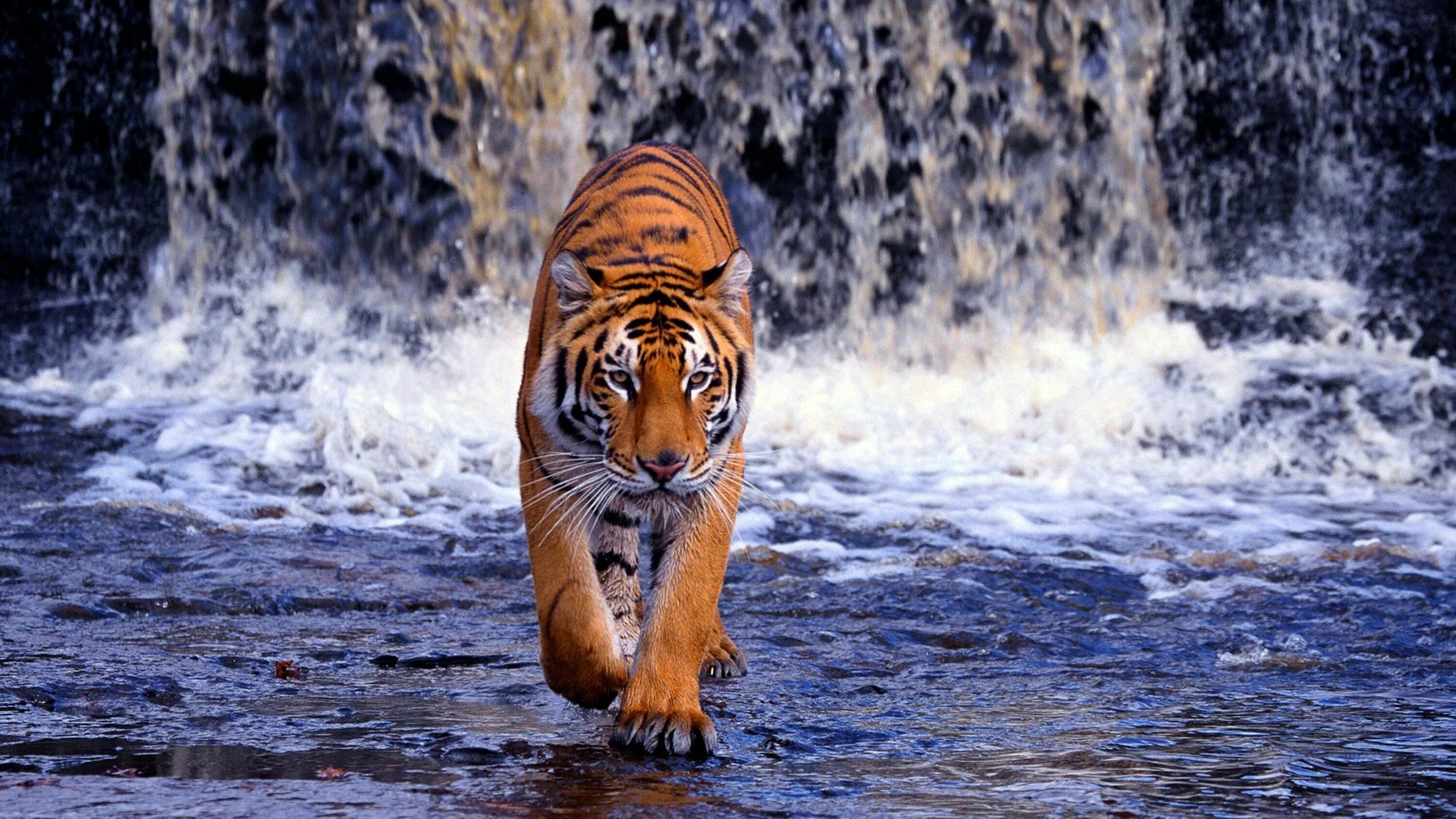 Поставить фото обои на телефон 600+ Tiger Pictures page 6 Wallpapers.com