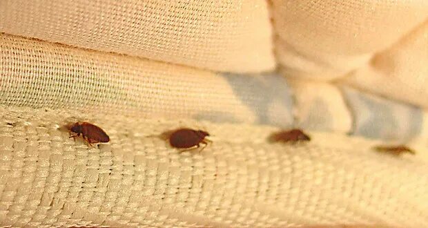 Постельные блохи как выглядят и как избавиться Best Treatment for Bed Bugs Heat There are heat treatments. Flickr