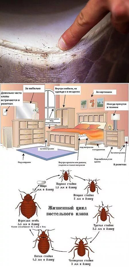 Постельные блохи как выглядят укусы фото Сколько живут клопы после обработки: найдено 85 изображений