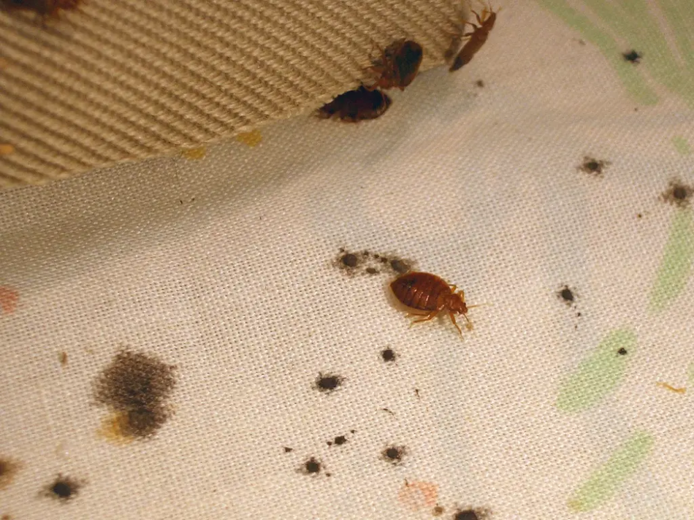 Постельные блохи укусы фото 8 things you can do to avoid getting bed bugs - Insider Bed bugs, Bed bug bites,