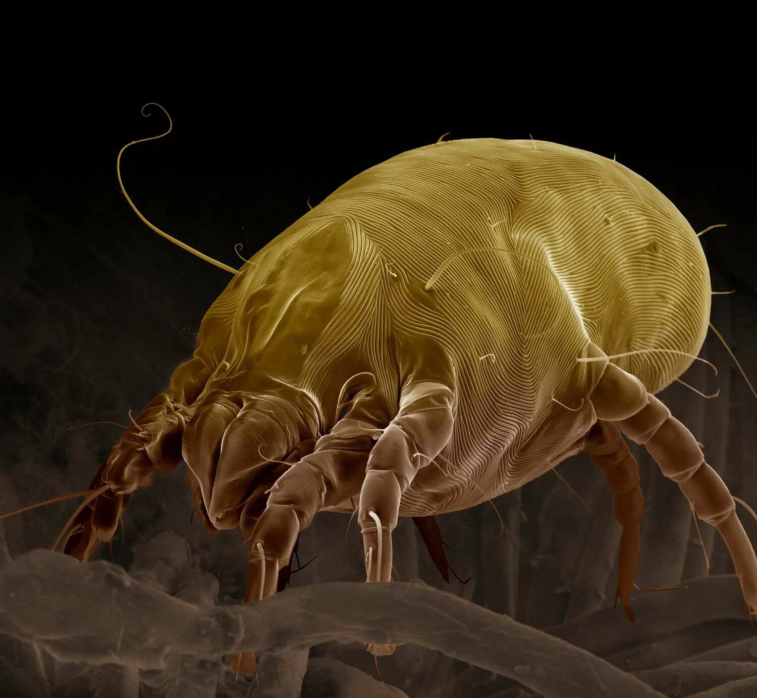 Постельные клещи аллергия как выглядит Dust Mite Bites: Treatment, Symptoms, and More