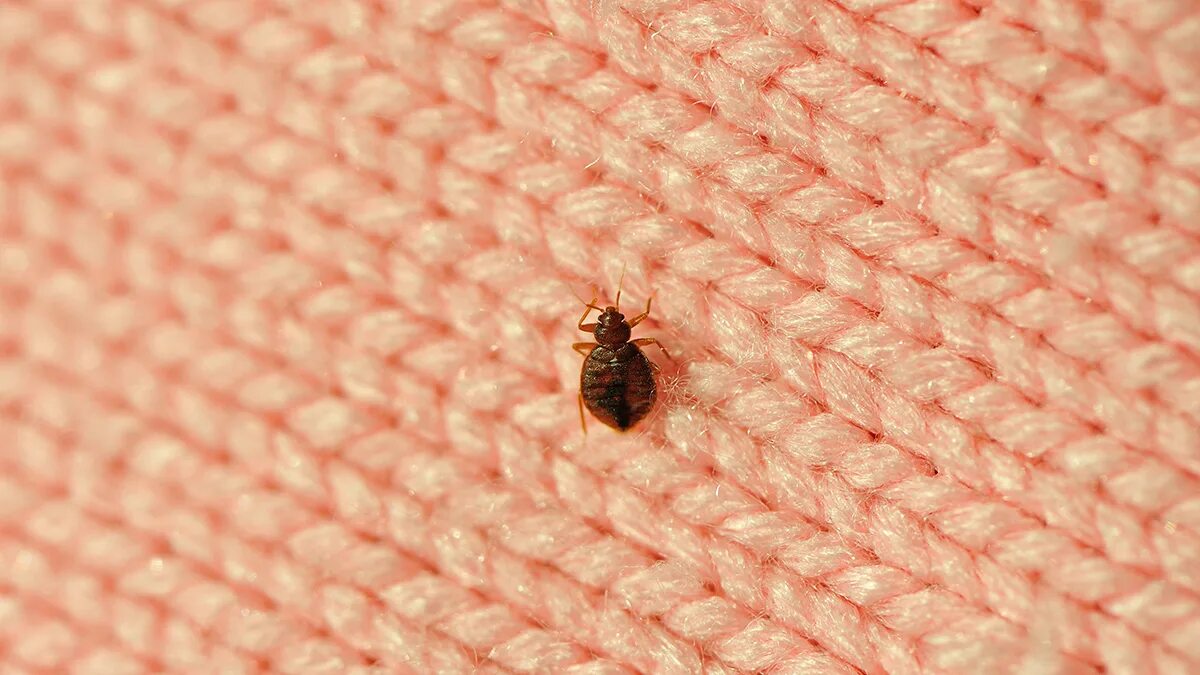 Постельные клещи фото под Chicago ranks as America’s worst city for bed bugs - NBC Chicago