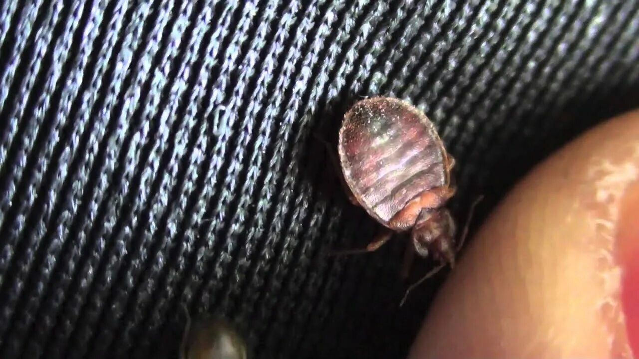 Постельные клещи кусаются фото укусов This is how humans attract bed bugs in bed! - YouTube