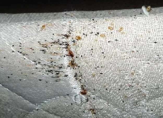 Постельные клопы как выглядят следы How to Get Rid of Bed Bugs Naturally Bed bugs infestation, Rid of bed bugs, Bed 