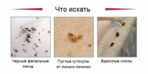 Постельные клопы как выглядят следы Укусы насекомых - постельные клопы!