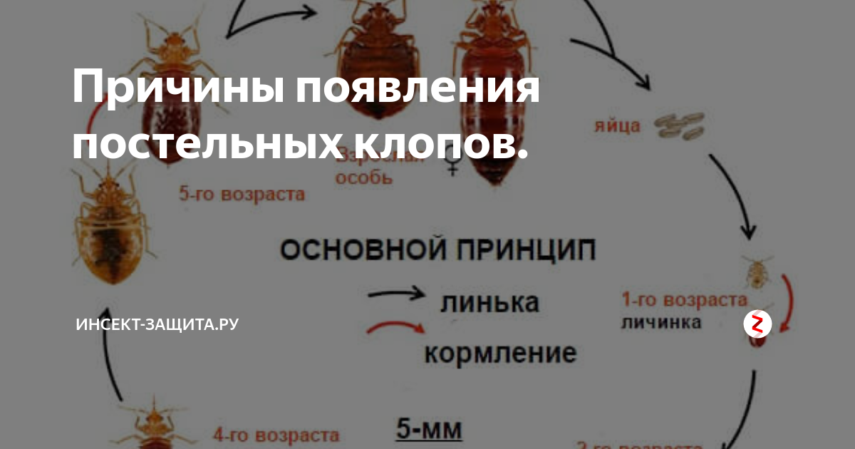 Постельные клопы как выглядят укусы на коже Причины появления постельных клопов. www.инсект-защита.ру Дзен