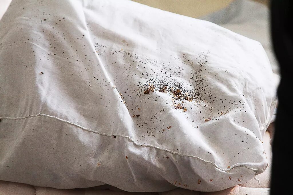 Постельный клещ аллергия на коже фото Bed Bugs Infest Pillows A close up of a bed bug infested p. Flickr