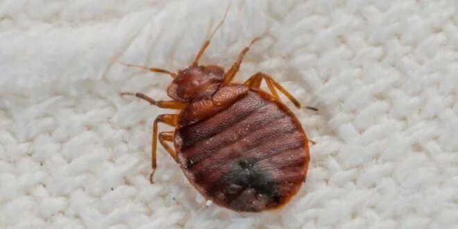 Постельный клещ фото How To Get Rid Of Bed Bugs - 5 Home Remedies You Should Know Rid of bed bugs, Be