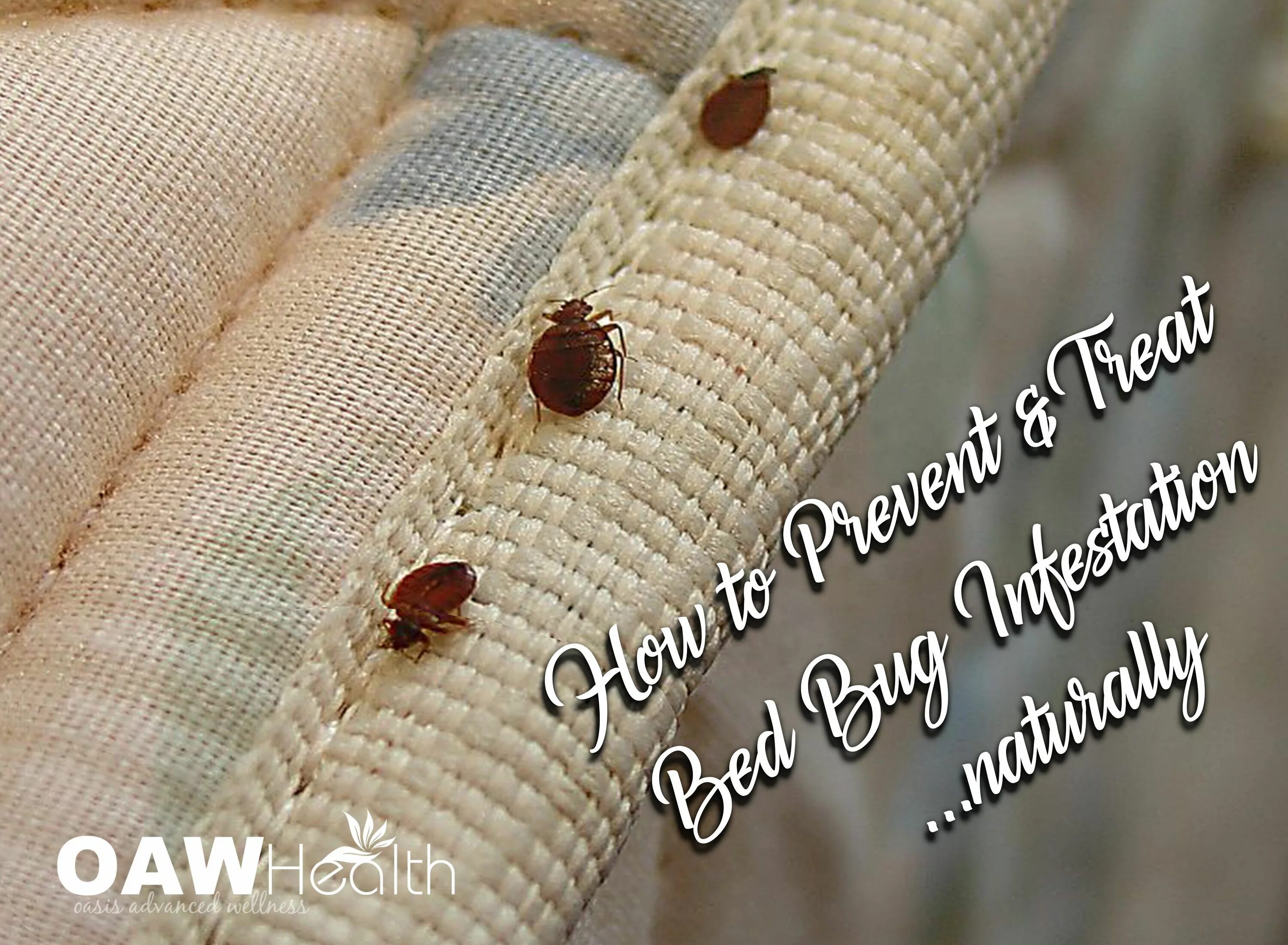 Постельный клещ фото How to Prevent and Treat Bed Bug Infestation...Naturally Bed bugs, Bed bugs infe