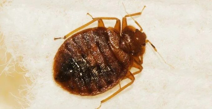 Постельный клоп борьба фото Bedbugs Clot Of Blood Cheap Sale poligraf-ti.kz