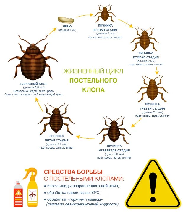 Постельный клоп фото описание Постельные клопы Цикл жизни Методы борьбы