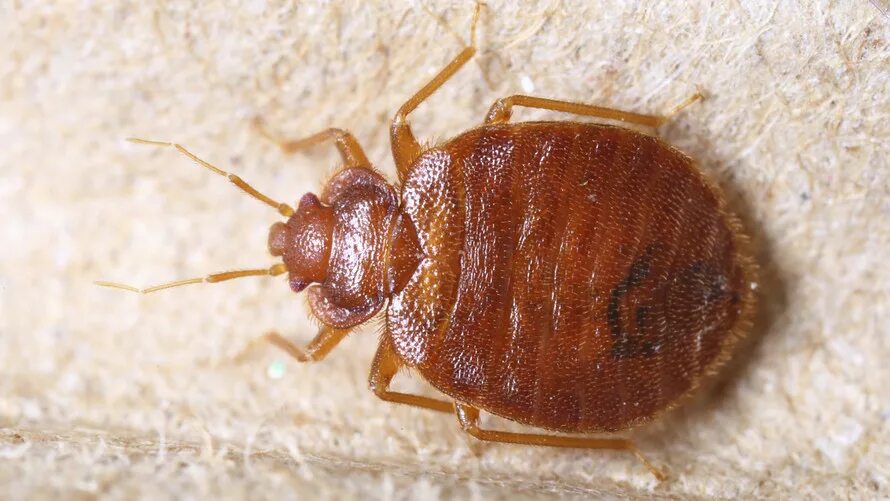 Постельный клоп фото описание Woman beats bedbug infestation, but her house is a loser - MarketWatch