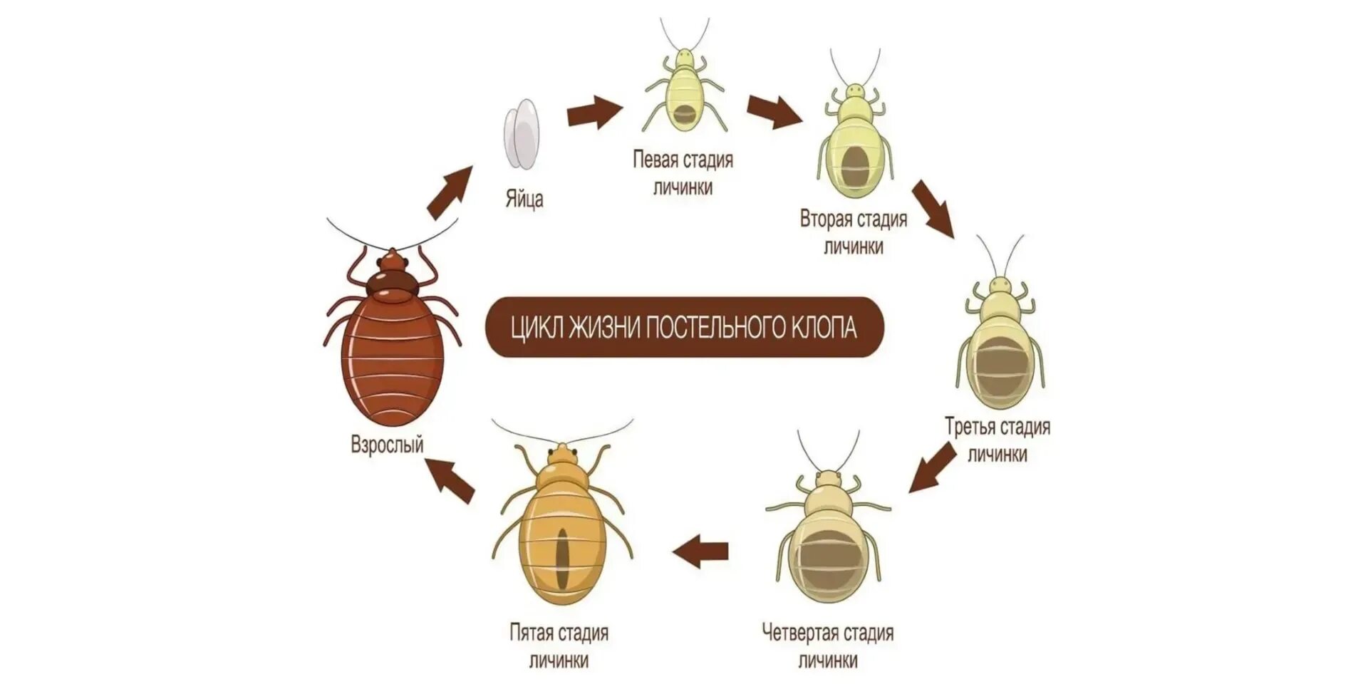 Постельный клоп описание как выглядит Стадии развития постельного клопа фото - DelaDom.ru