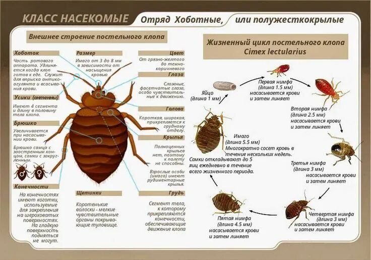 Постельный клоп описание как выглядит Уничтожение клопов в Москве, квартире, уничтожение постельных клопов в Москве и 