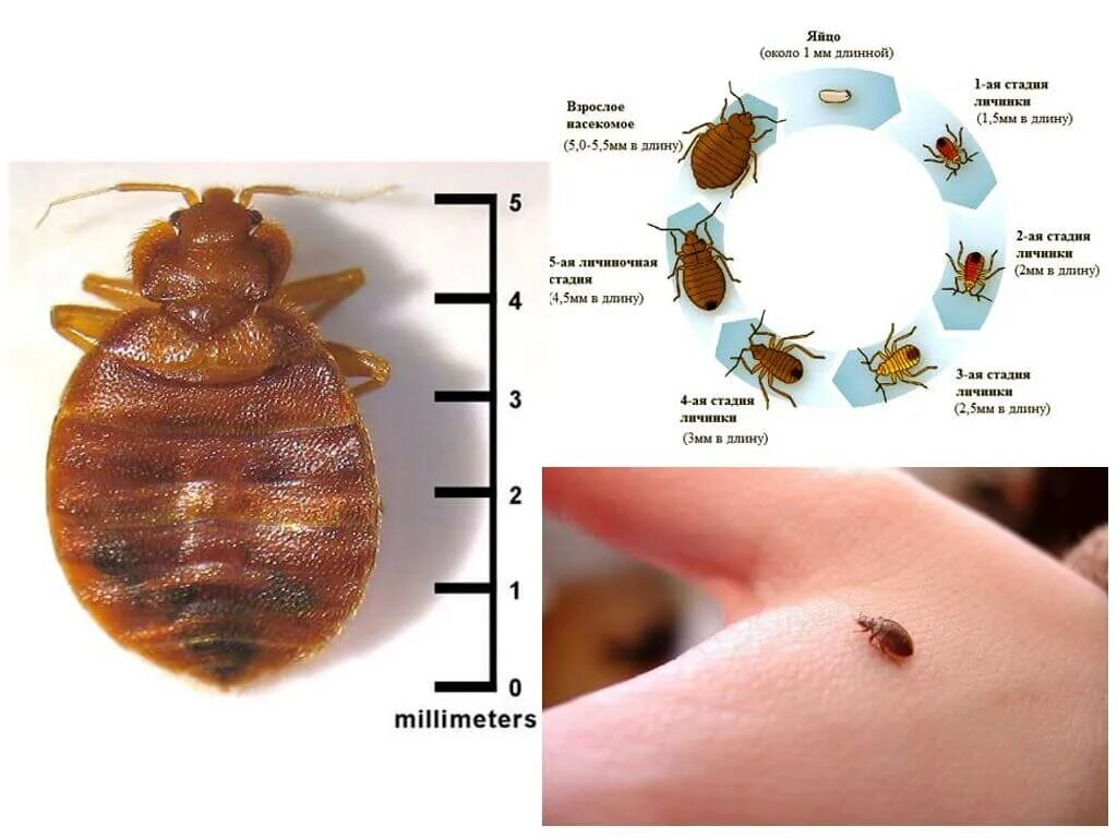 The five-step plan for finding bed bugs in a hotel - and where they like to hang