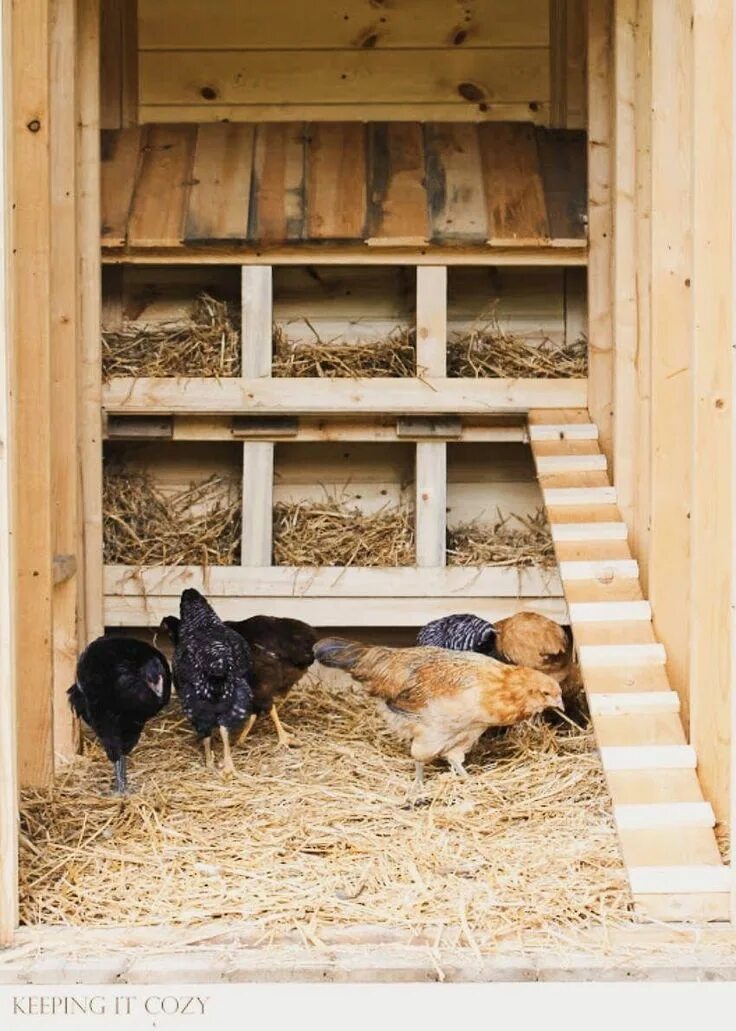 Построить курятник на 20 кур фото Pin on Happy Hens Backyard chicken coops, Best chicken coop, Chicken coop run