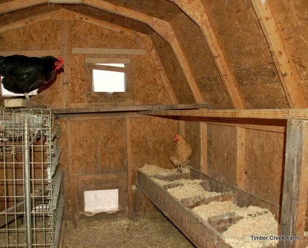 Построить курятник своими руками фото зимний Make a Chicken Coop from a Garden Shed - Timber Creek Farm Building a chicken co