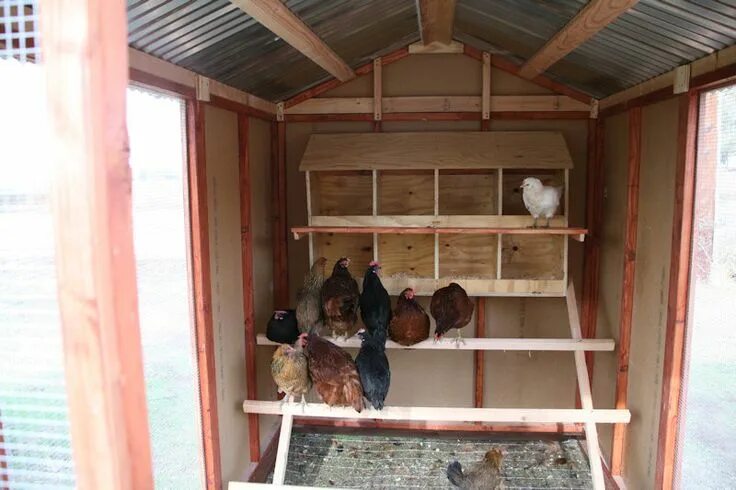 Построить курятник своими руками фото зимний Photo Gallery at Best Coops Small chicken coops, Inside chicken coop, Chicken co