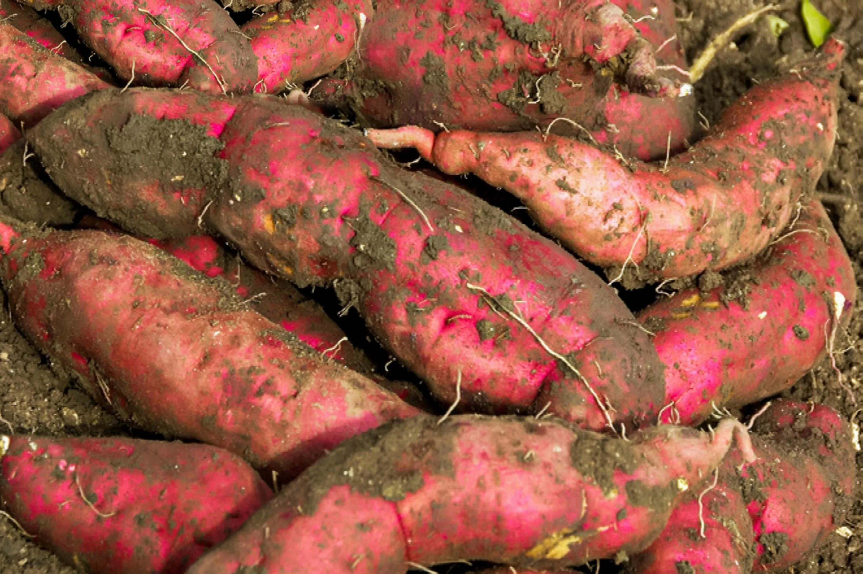 Потато что это за овощ фото How to Grow Sweet Potatoes