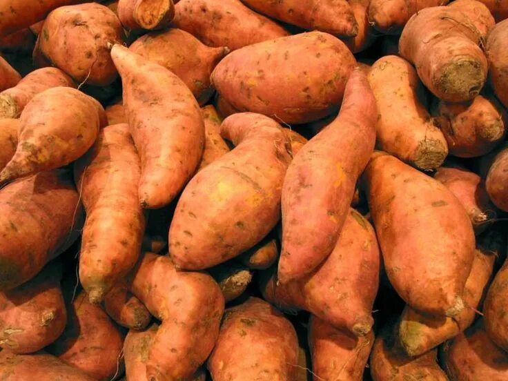 Потато что это за овощ фото The Amish Cook: Squirrel and Sweet Potatoes Recipe Sweet potato recipes casserol