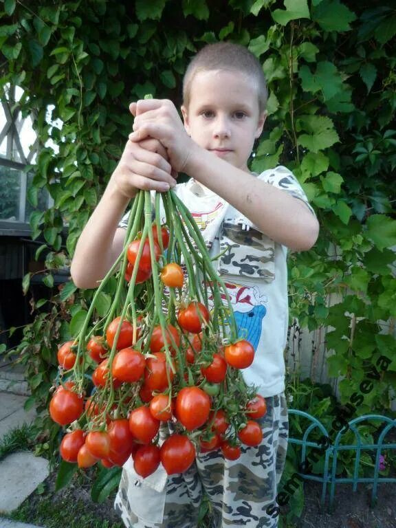 Поцелуй герани томат фото отзывы Томаты поцелуй герани отзывы фото: найдено 89 картинок