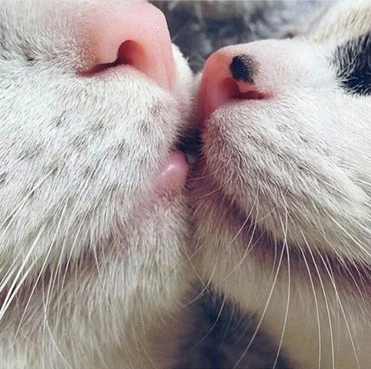 Поцелуй кота фото Cat kiss Gatos bonitos, Gatitos adorables, Gatitos lindos