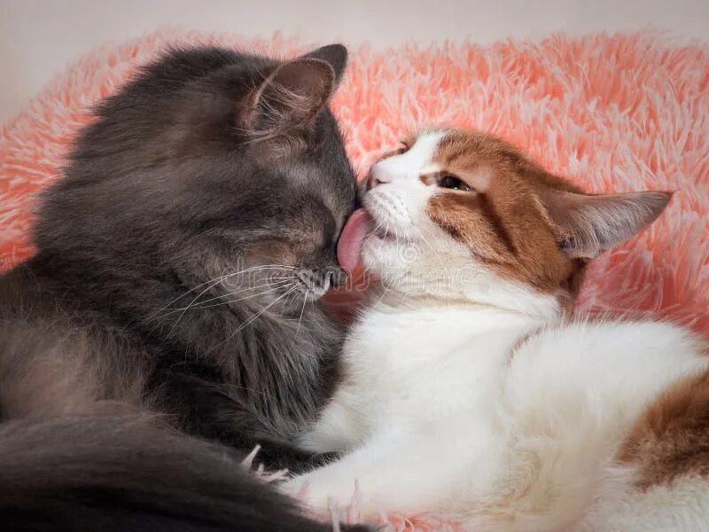 Поцелуй кота фото Cat Licking Cat. the Friendship of the Two Cats, Love and Tenderness Stock Photo