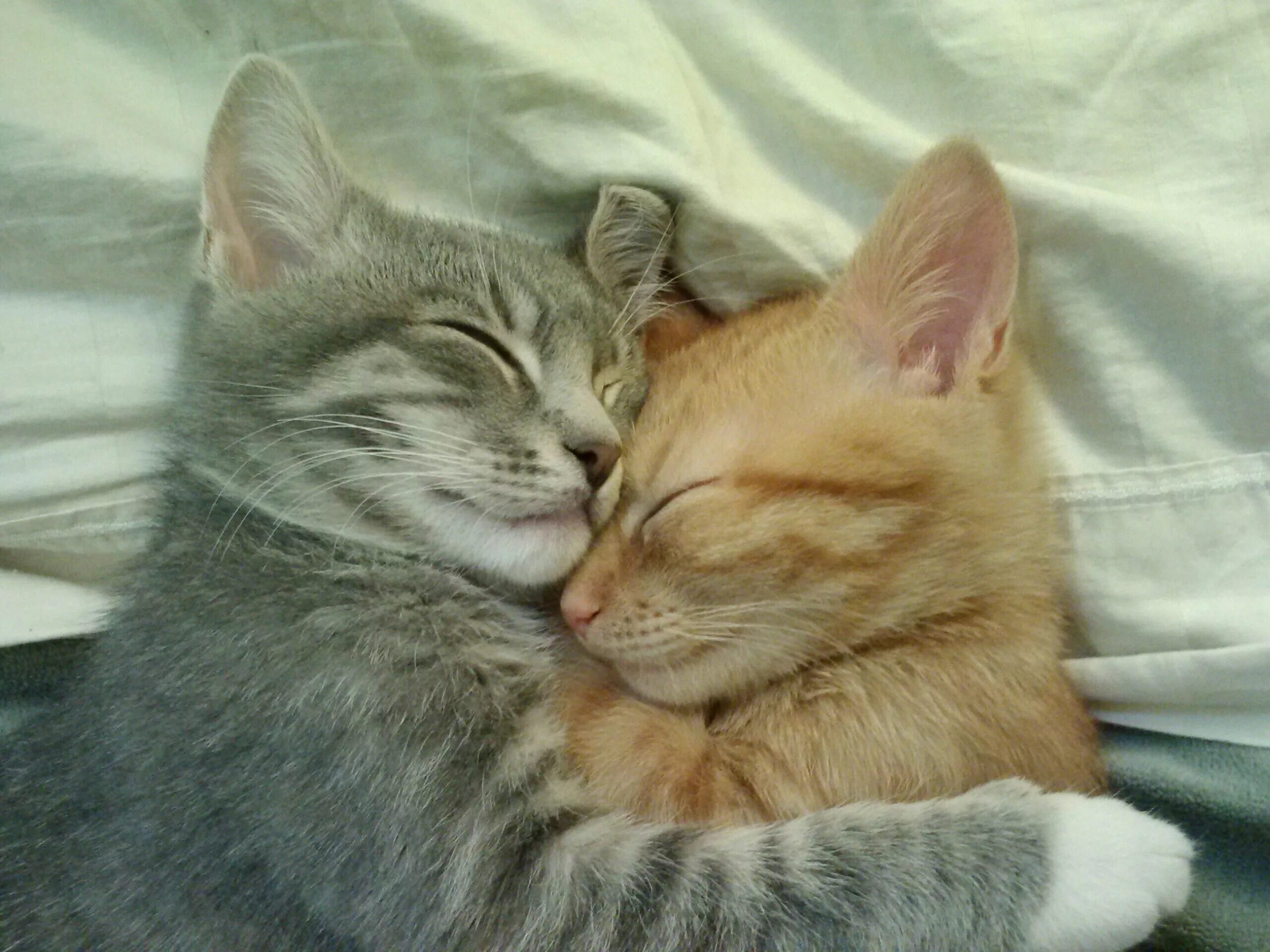 Поцелуй кота фото Parents just took in two kittens. Suffice to say, they are getting along. - Imgu