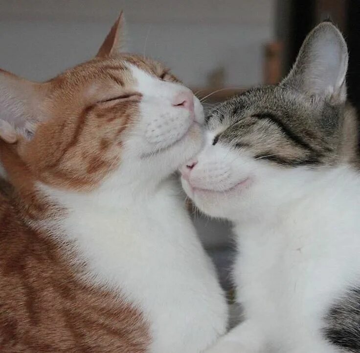 Поцелуй кота фото Cat love https://ift.tt/2vNbFs6 cute puppies cats animals Gatinhos adoráveis, Fi