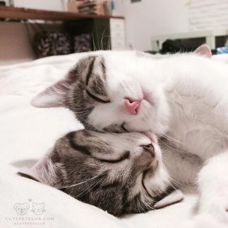 Поцелуй кота фото From @fosterkittenbedroom: "They are the sweetest and fall asleep in the strange