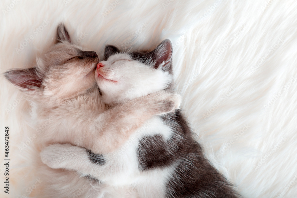 Поцелуй кота фото Couple kittens in love kiss sleep together hug on white fluffy bed plaid. 2 two 