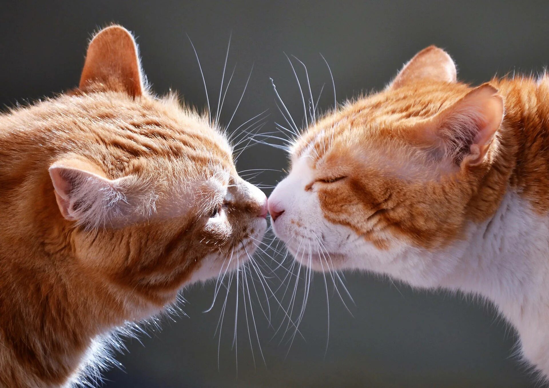 Поцелуй котиков фото Download Cats Kissing Hd Wallpaper Wallpapers.com