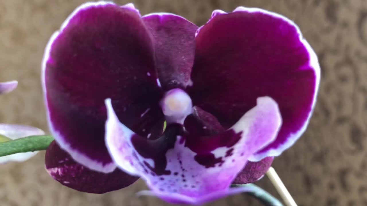 Поцелуй орхидеи фото #Орхидеи. Первое цветение Биг липа Хот Кис горячий поцелуй - YouTube