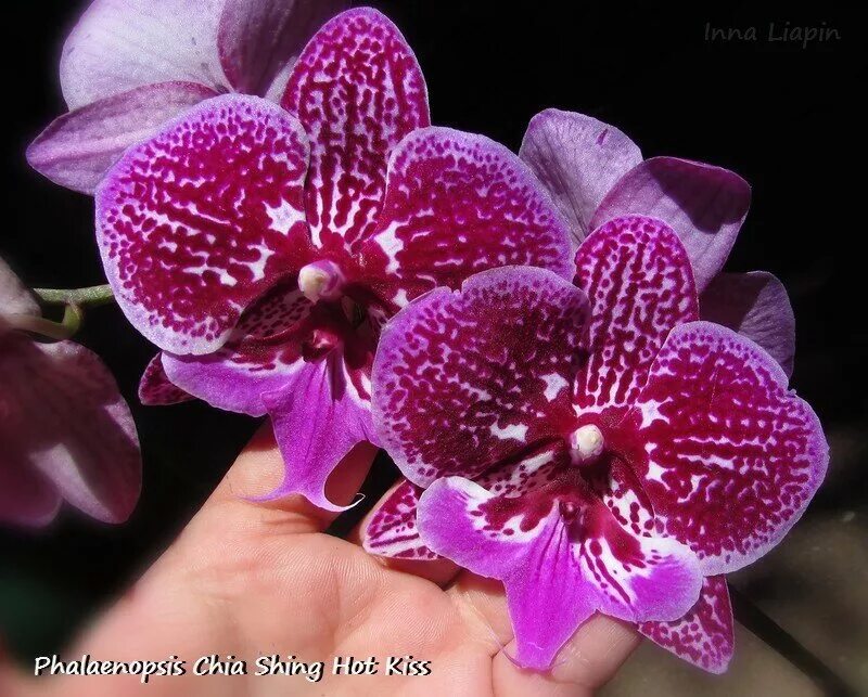 Поцелуй орхидеи фото Phalaenopsis Chia Shing Hot Kiss - Успешный уход за орхидеями - LiveJournal