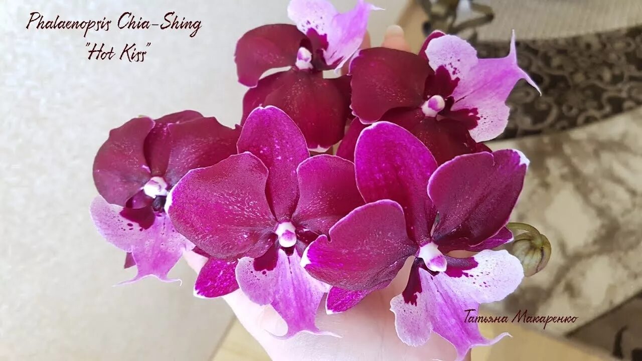 Поцелуй орхидеи фото Phalaenopsis Chia-Shing Hot Kiss Orchid Орхидея Горячий Поцелуй Цветение орхидеи