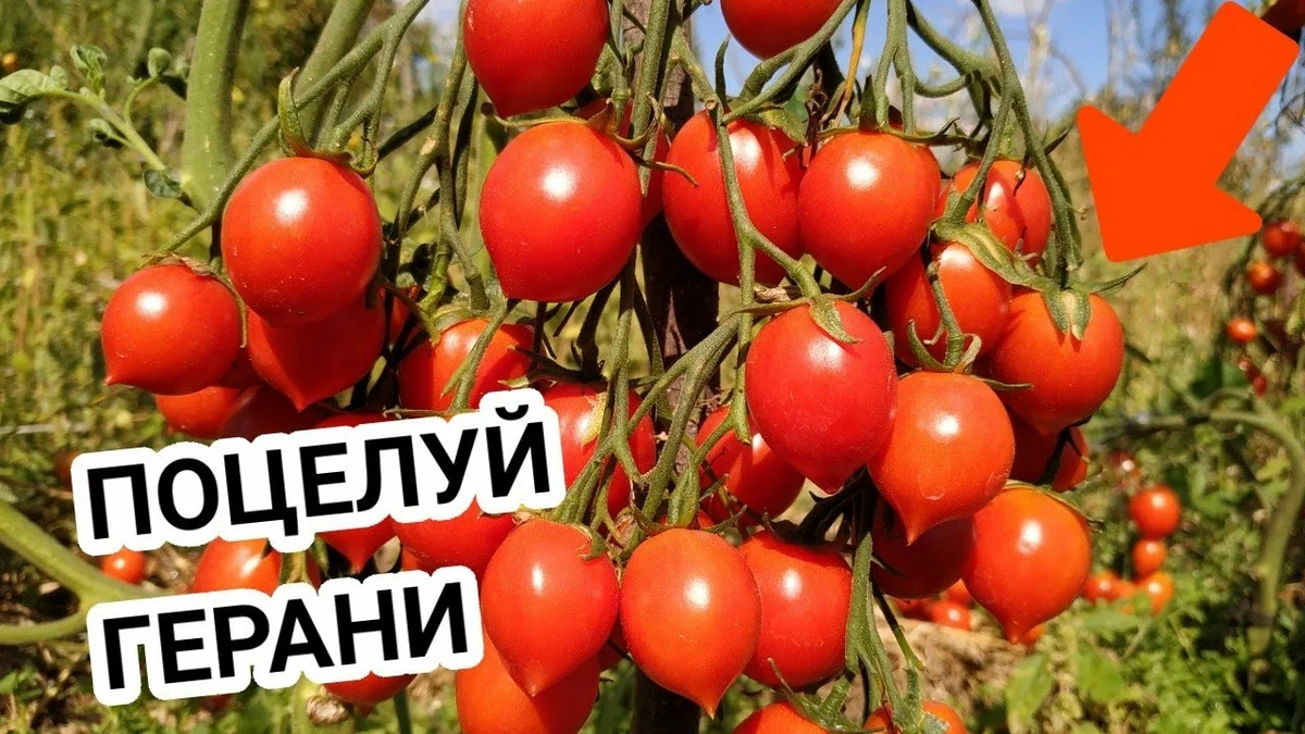 Поцелуй помидоры партнер фото Любимые - томаты с "носиком". Самые вкусные и урожайные сорта за прошлый год Ого