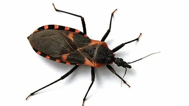 Поцелуйный клоп фото Deadly "Kissing" bug now in TN and GA Parasite, Kiss bug, Bugs