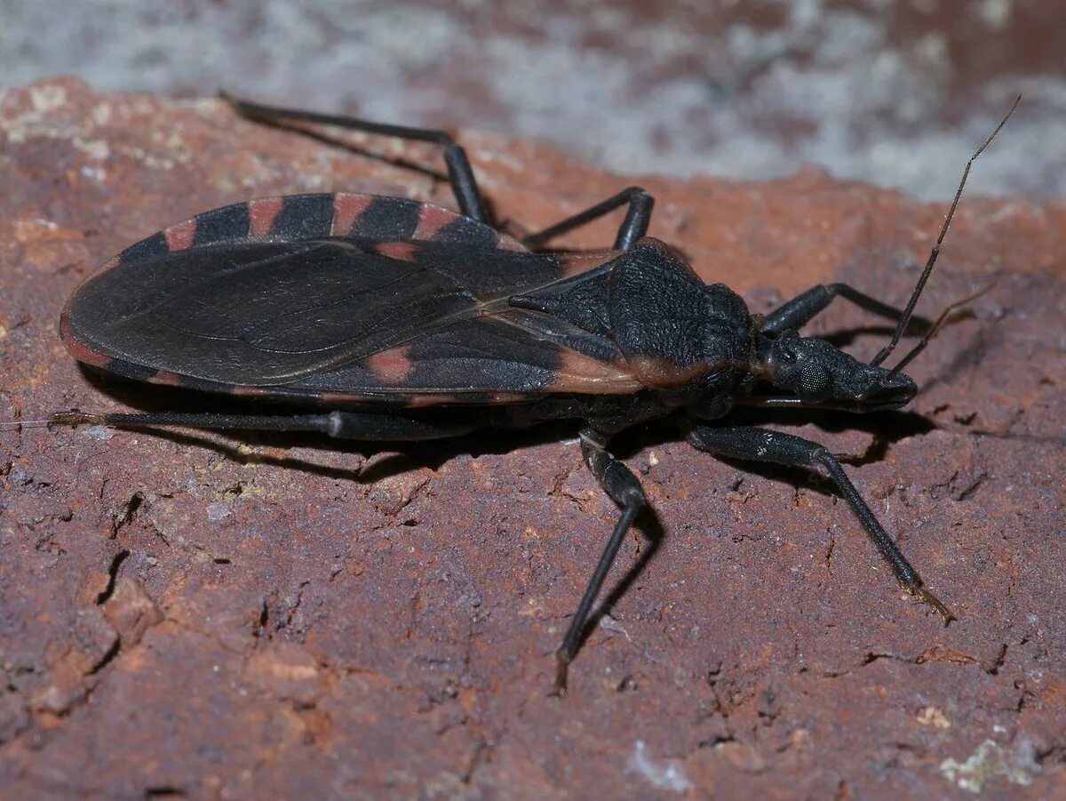 Поцелуйный клоп фото File:Triatoma sanguisuga P1300305a.jpg - Wikipedia