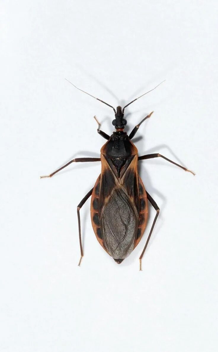 Поцелуйный клоп фото Pin on Kissing Bugs