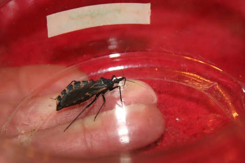 Поцелуйный клоп фото Is the Risk of Chagas Disease Rising in Texas? Texas Standard