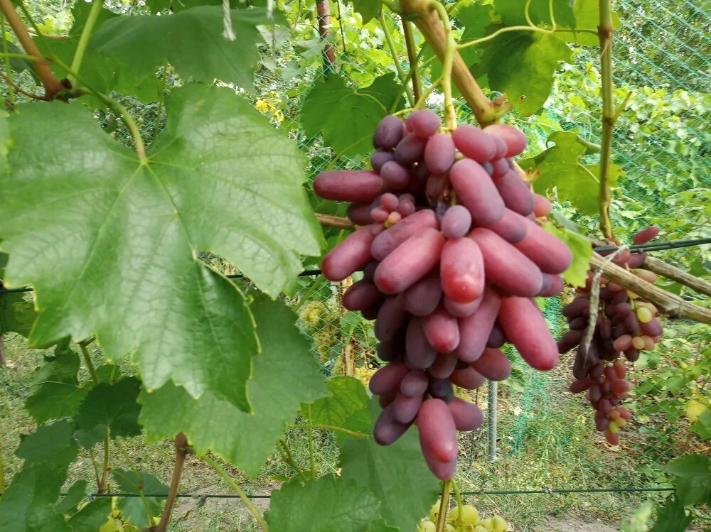 Потомок ризамата виноград описание сорта фото отзывы Созревание винограда. Виноград в Саратове