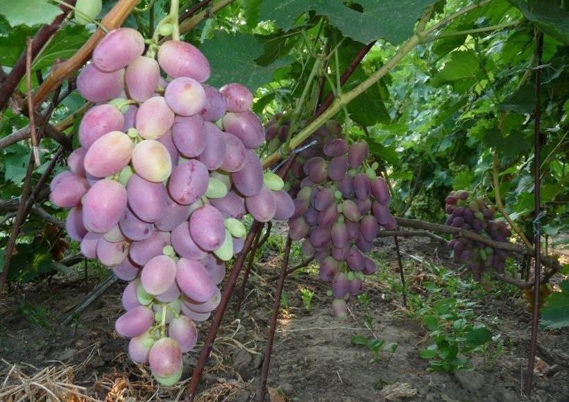 Потомок ризамата виноград описание сорта фото отзывы Виноград ризамат фото отзывы: найдено 86 изображений