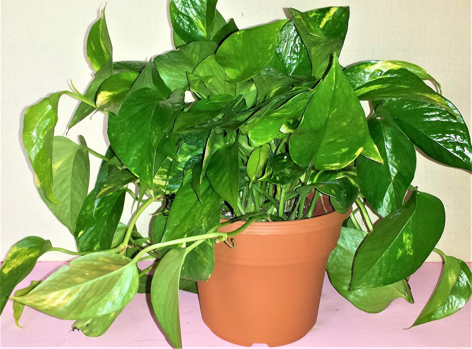 Потос растение комнатное фото New products, world's highest quality popular! Golden Pothos Plant in a Six Deco